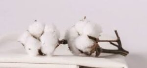 vải cotton 100 có xù lông không